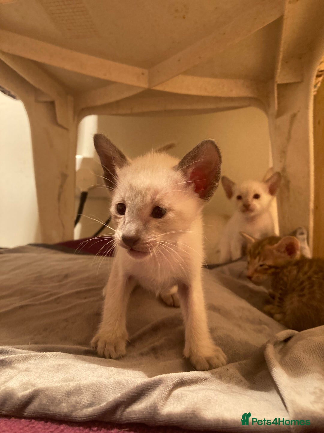 Oriental cats for sale: Oriental shorthair kittens - Advert 7