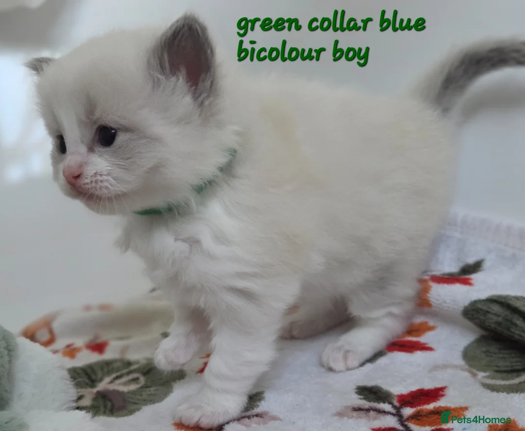 Ragdoll cats for sale: Gccf registered ragdoll kittens  - Advert 1