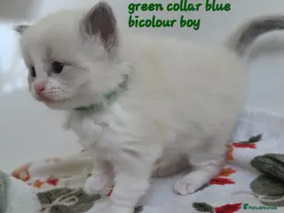 Ragdoll cats Gccf registered ragdoll kittens - Advert 2