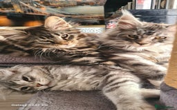 Maine Coon cats for sale: Main coons - Image 18