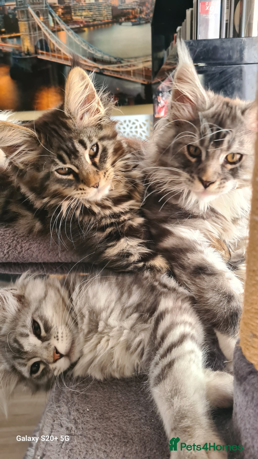 Maine Coon cats for sale: Main coons - Image 18