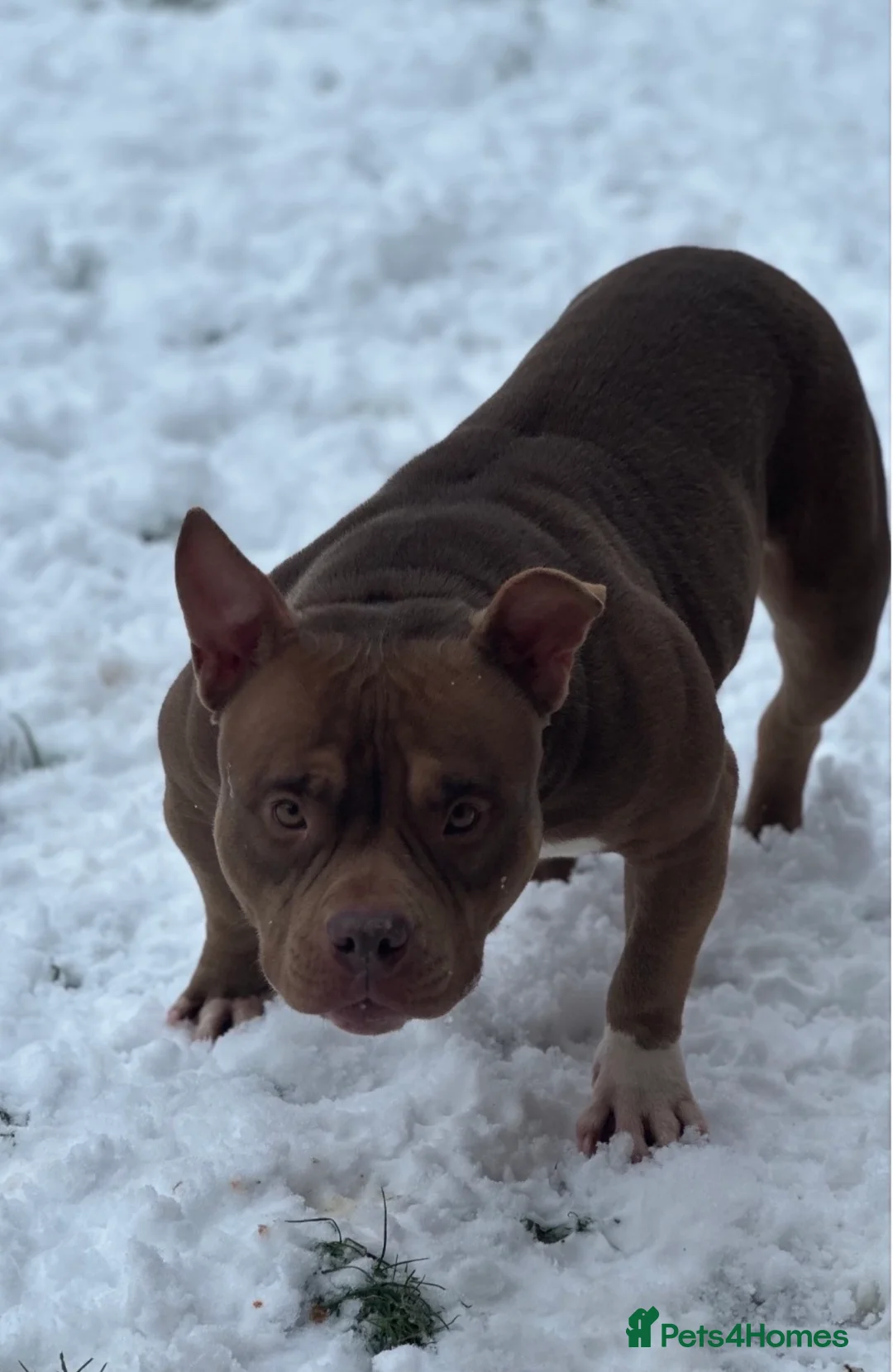 American Bully dogs for sale: Pocket bully 3 years old - Advert 2