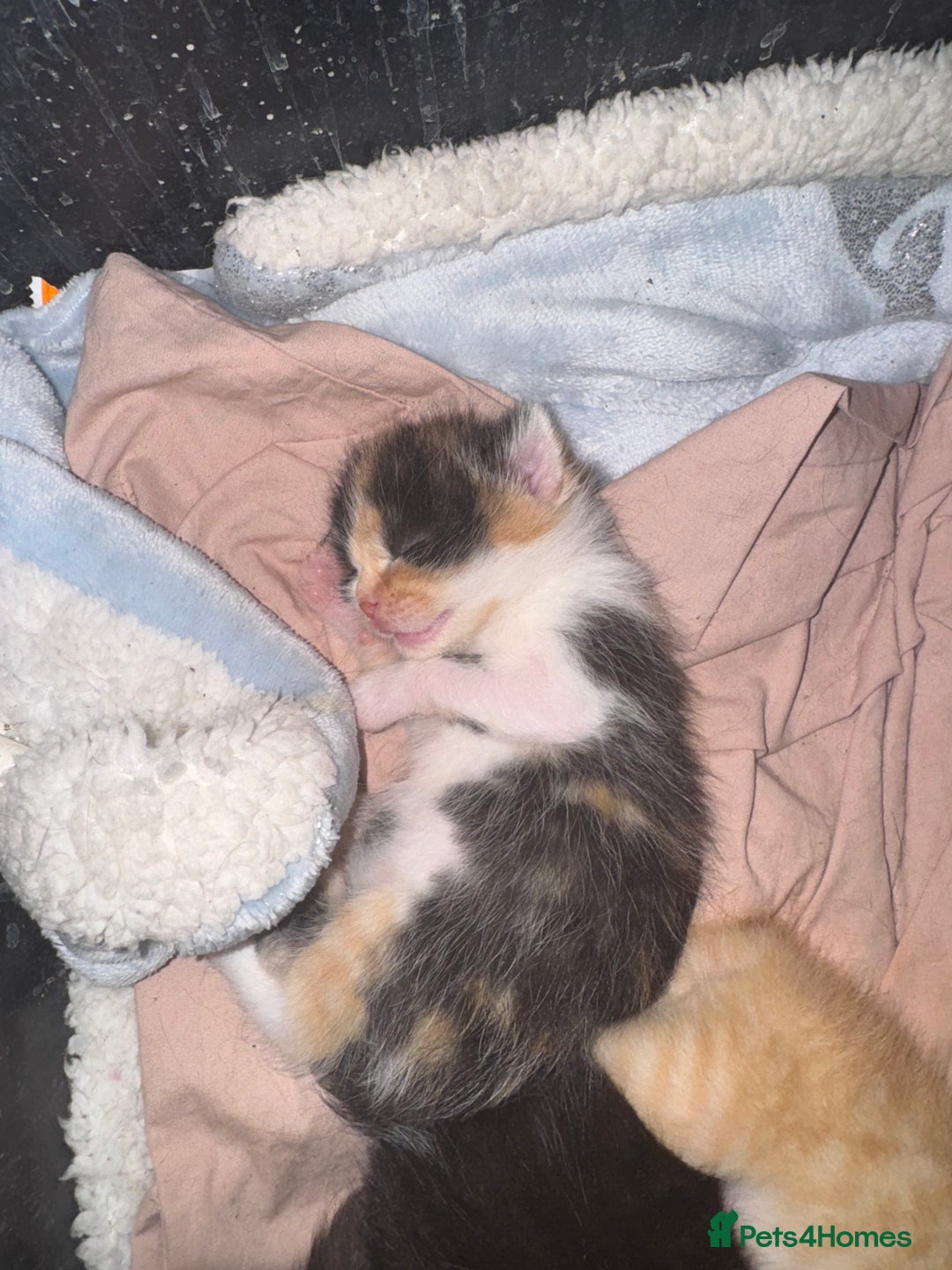 Mixed Breed cats for sale: Kittens - Image 8