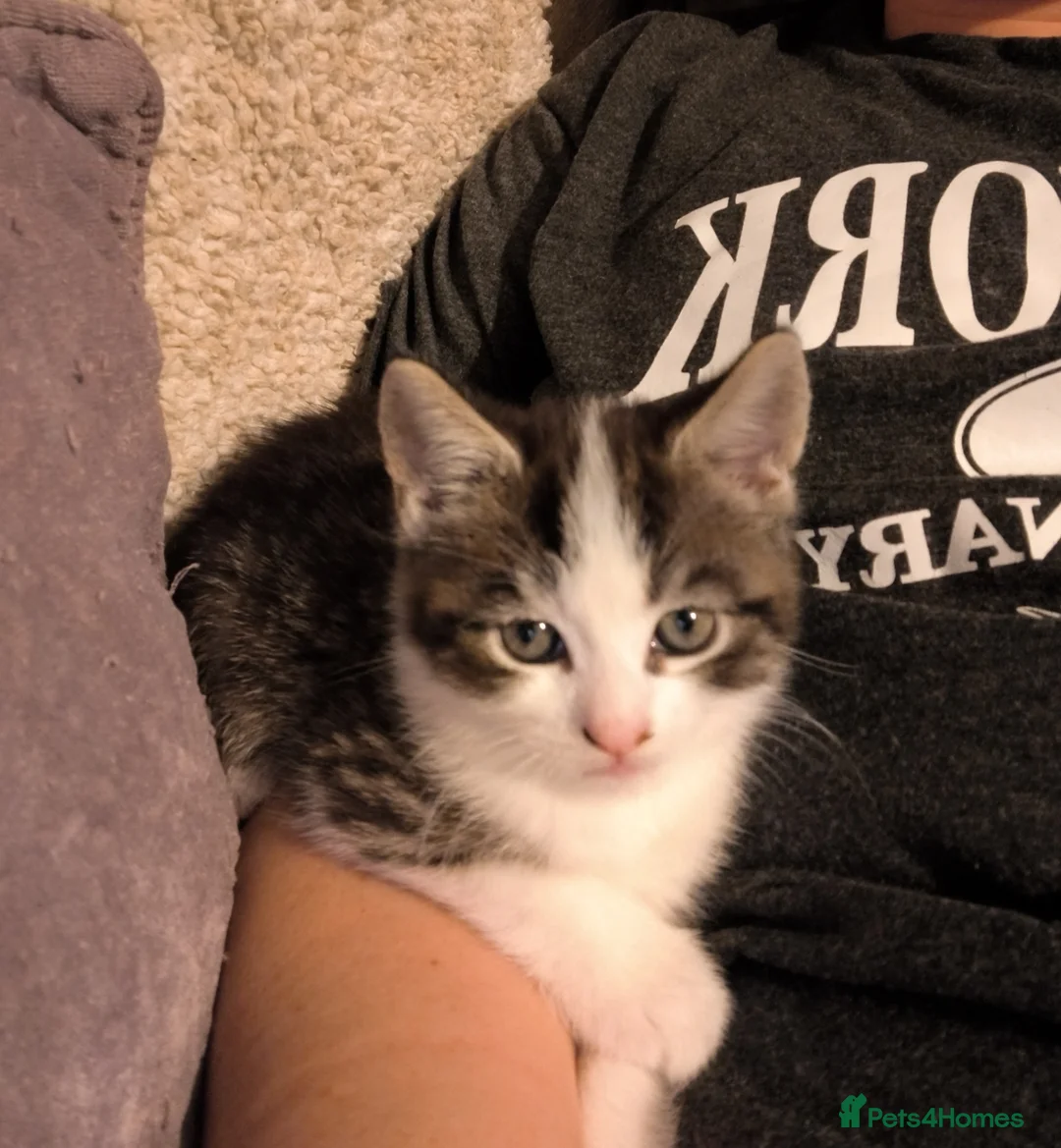 Mixed Breed cats for sale: Whiskey is looking for a loving home  - Advert 4