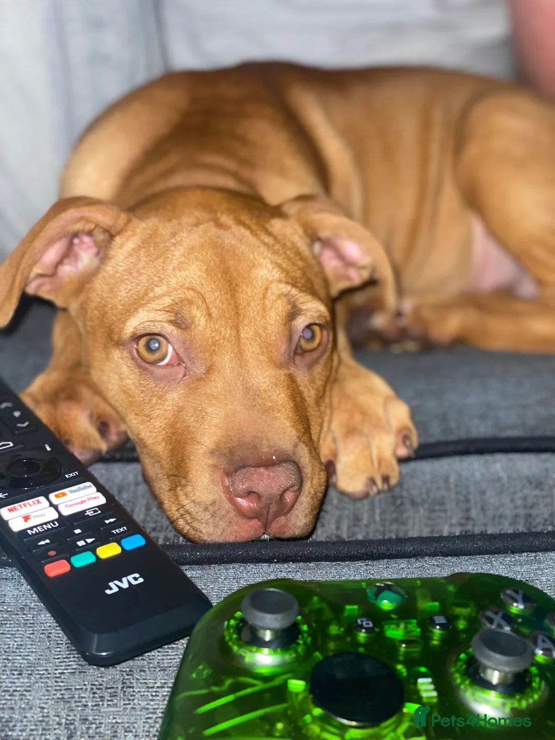 Staffordshire Bull Terrier dogs for sale: Rehoming Our Family Staffy - Advert 12