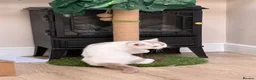 British Shorthair cats for sale: REDUCED - GCCF KITTENS READY NOW  - Advert 4