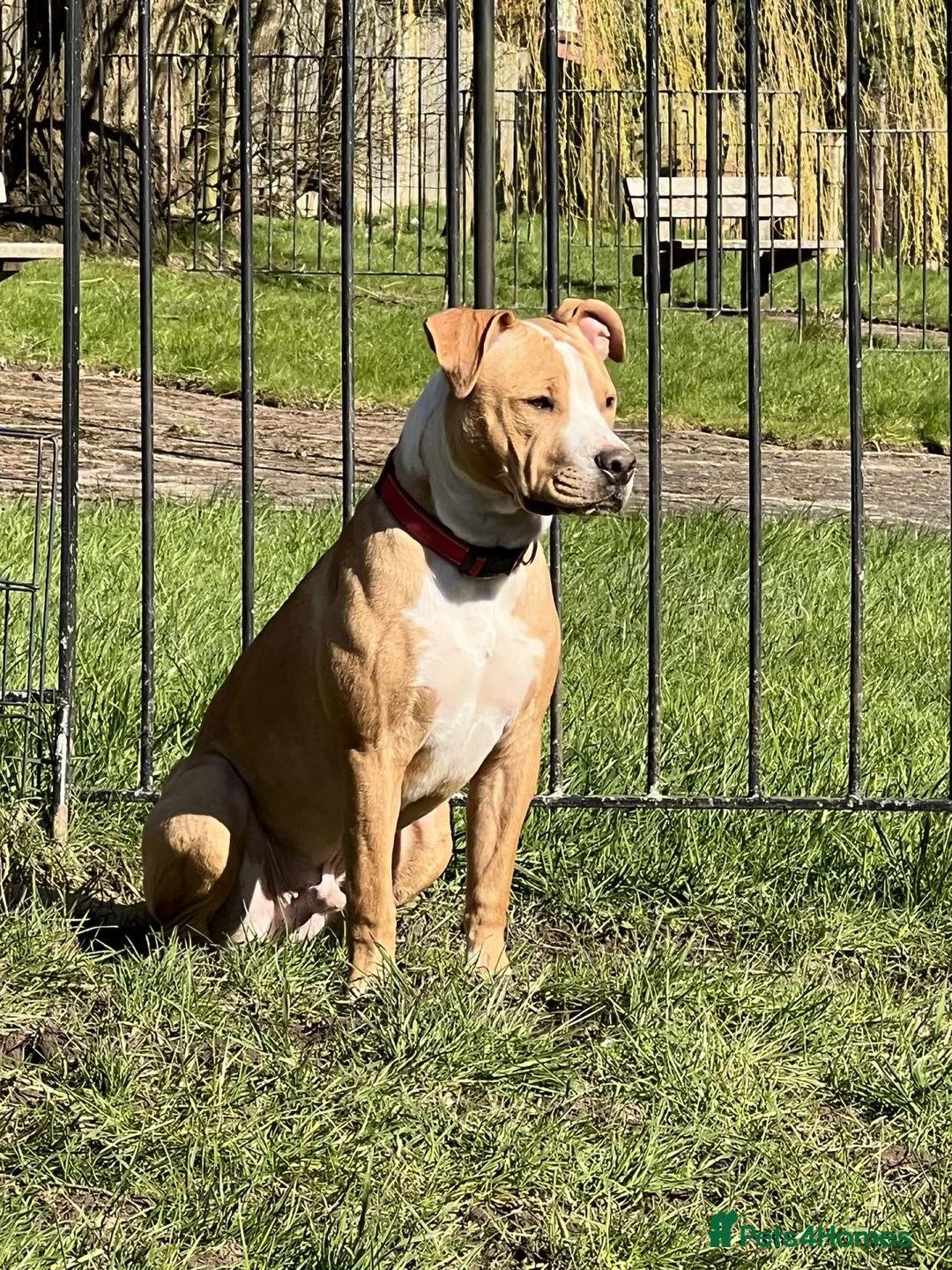 American Bulldog dogs for stud: Proven American bulldog stud  in Glasgow - Advert 4