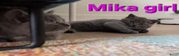 British Shorthair cats for sale: Gorgeous British shorthair kittens - Advert 4