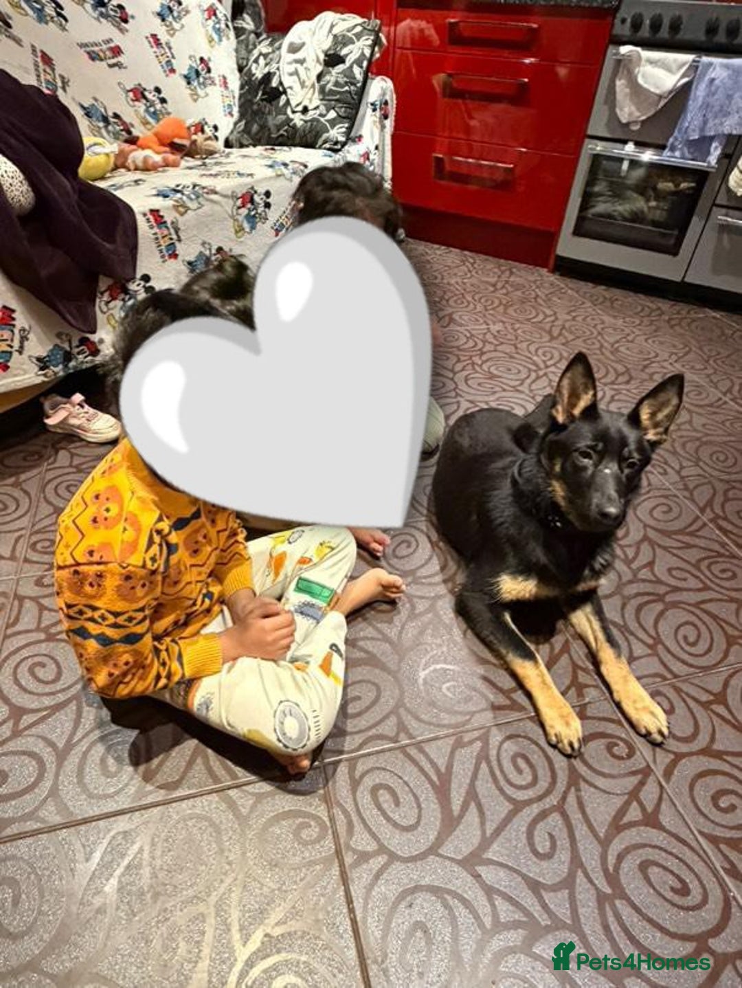 German Shepherd dogs for sale: Beautiful West Working Line German shepherd  - Advert 3