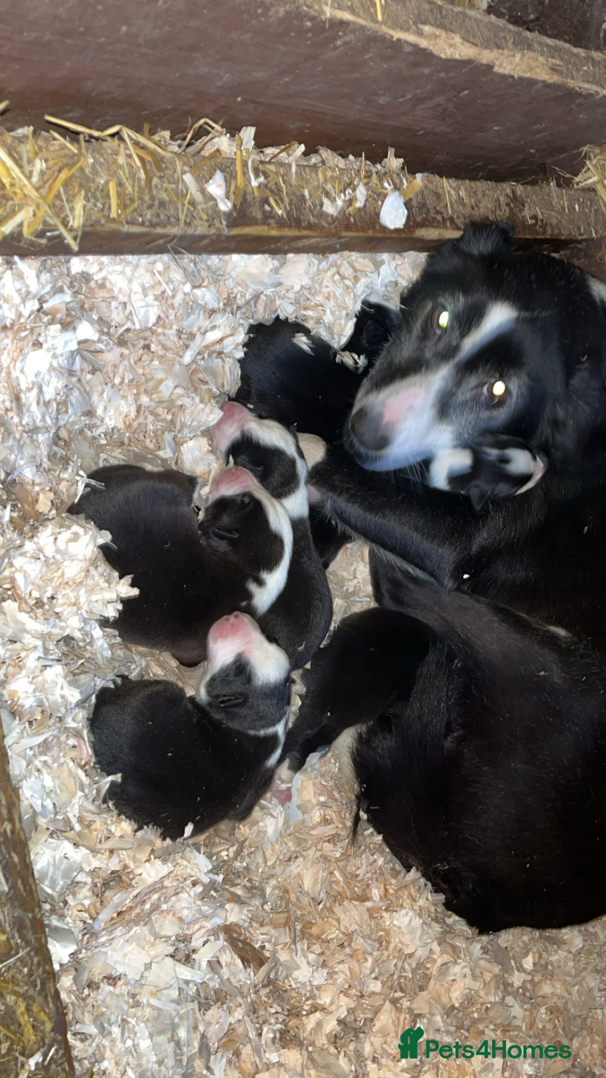 Border Collie dogs 4 collie pups out of a litter of six  - Advert 7