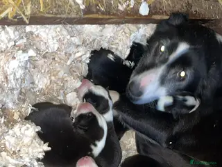 Border Collie dogs 4 collie pups out of a litter of six - Advert 1