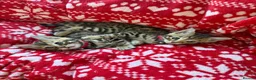 Bengal cats for sale: ONLY FOUR Stunning✨GLITTER Coat✨Bengal kittens  - Advert 3