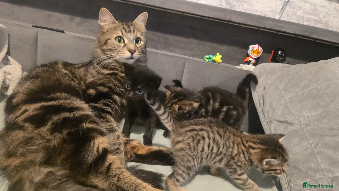 Mixed Breed cats for sale: Grey, spotty kitten- no breed  in Yeovil - Advert 2