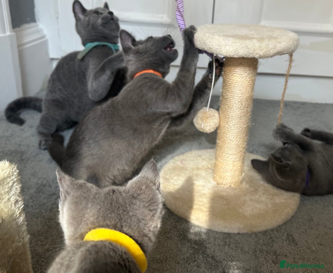 Russian Blue cats for sale: Russian Blue Kitten - Image 12