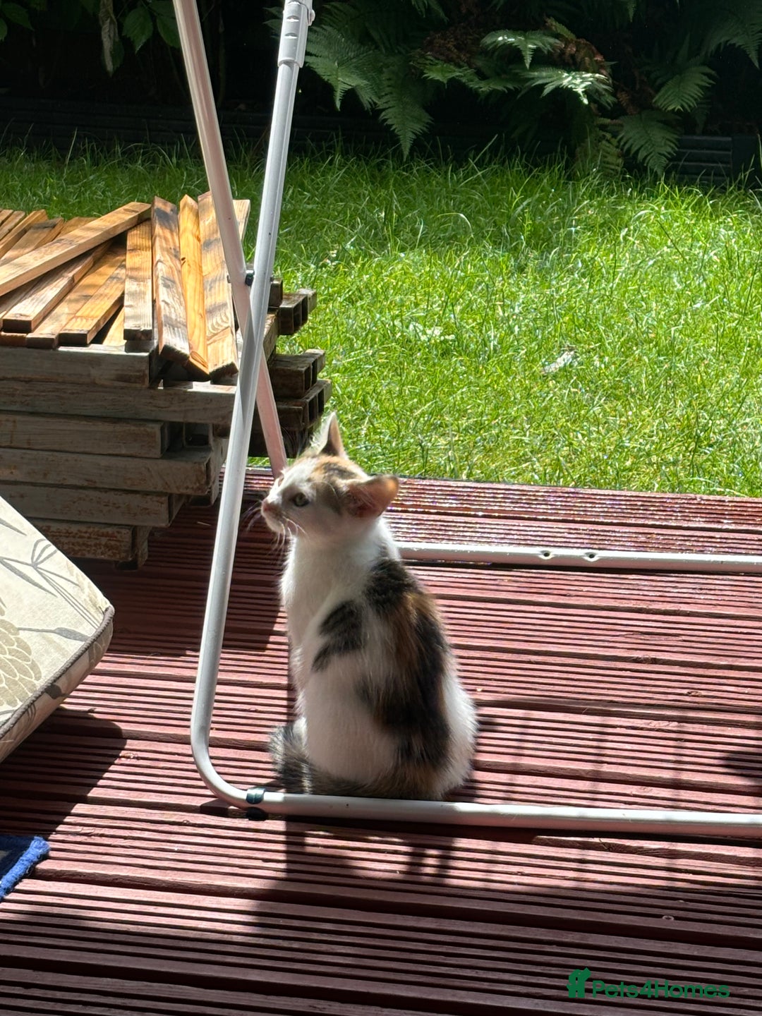 Mixed Breed cats for sale: Adorable little kitten ready to be collected - Image 8
