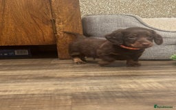 Miniature Dachshund dogs for sale: KC reg miniature dachshunds long and short coated  - Image 23