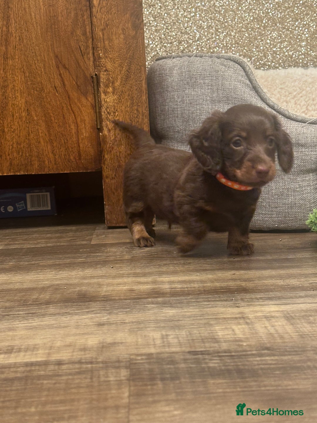 Miniature Dachshund dogs for sale: KC reg miniature dachshunds long and short coated  - Image 23