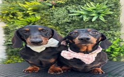 Miniature Dachshund dogs for sale: Ready for forever sofas! 3 Stunning KC reg puppies - Image 14