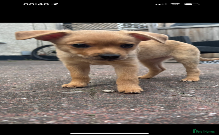 Chihuahua dogs - Advert 8
