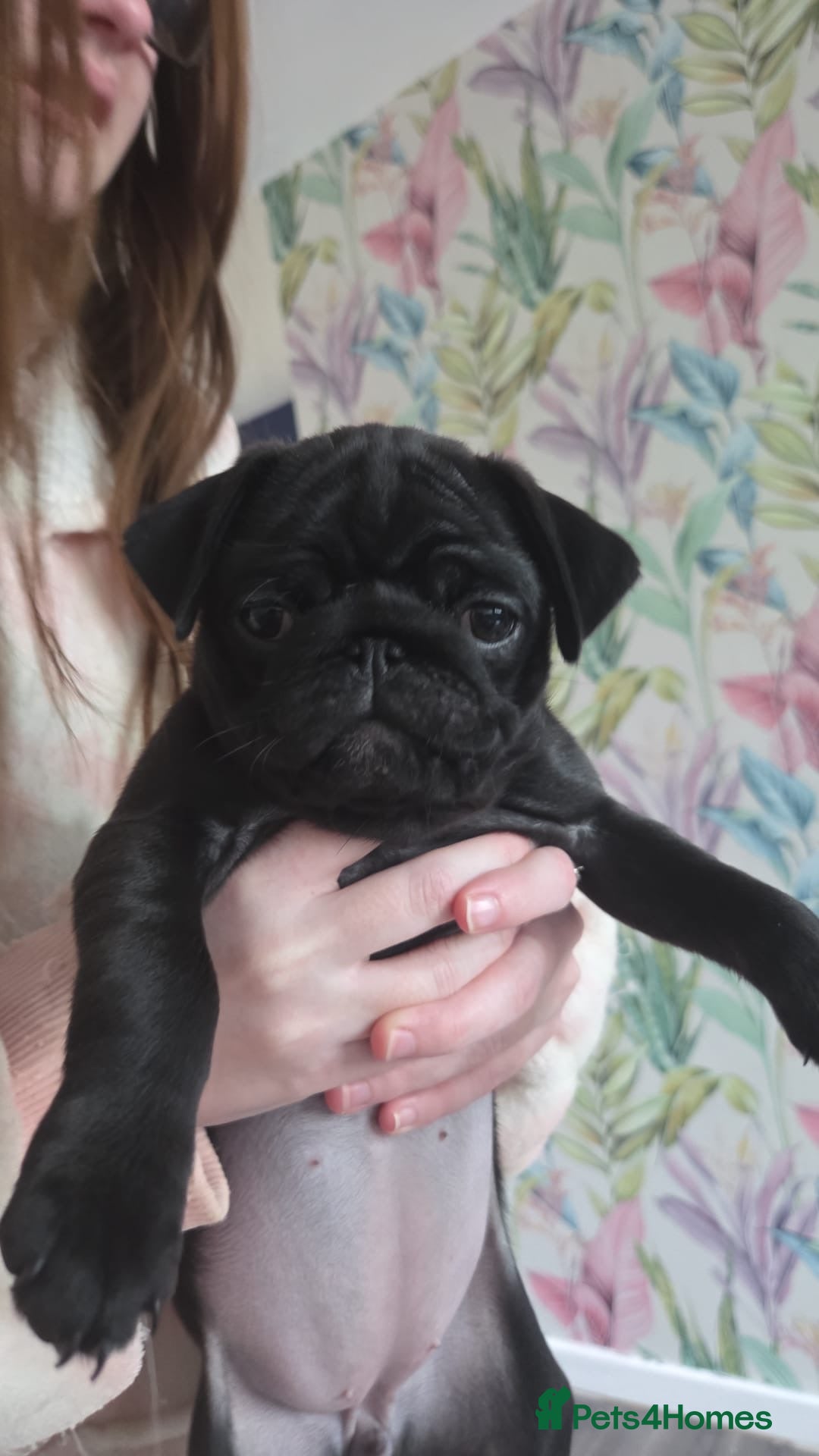 Pug dogs Last pure pug girl ready to leave  - Advert 11