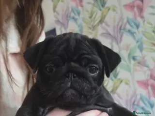 Pug dogs Last pure pug girl ready to leave - Advert 11