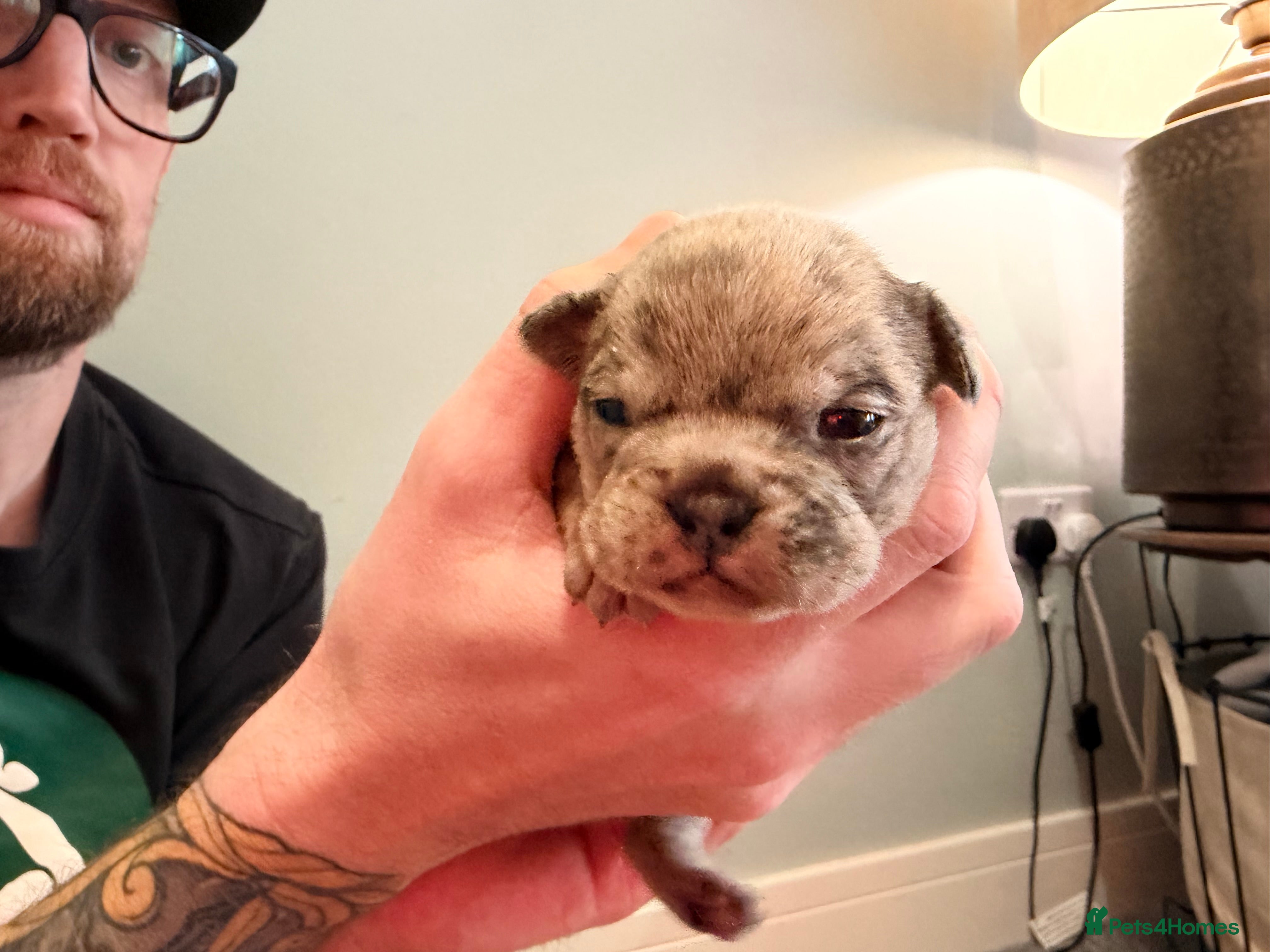 Mixed Breed dogs English Bulldog X French Bulldog Hybrids - Advert 2