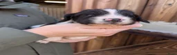 English Springer Spaniel dogs for sale: FTAW Springer Spaniel Puppies - Advert 5