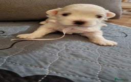 Maltese dogs for sale: Maltese Girls - Image 2