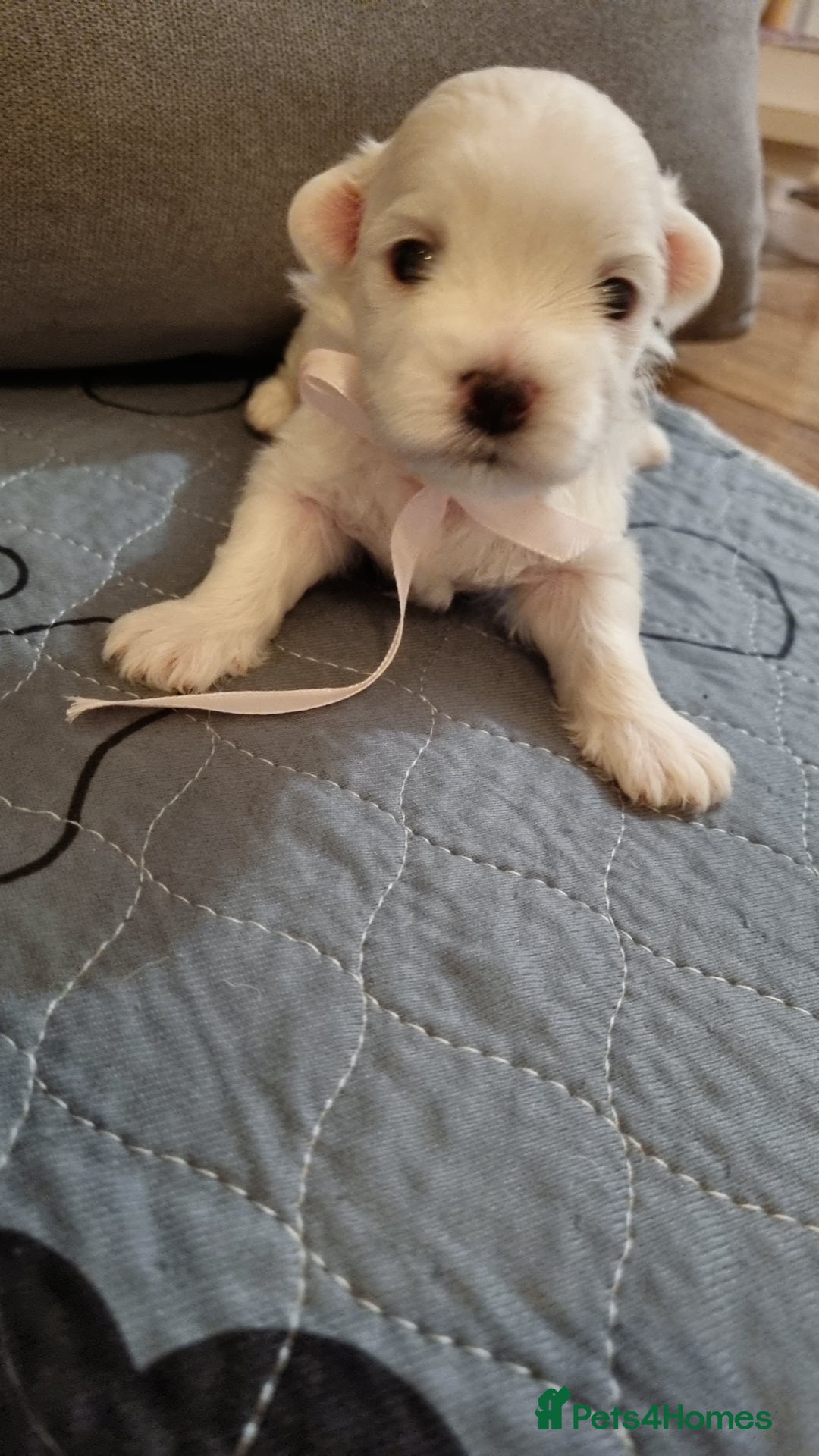 Maltese dogs for sale: Maltese Girls - Image 2