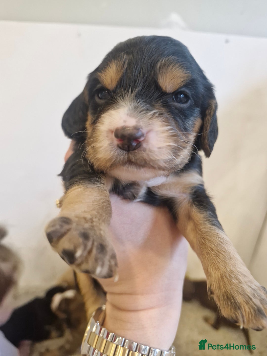 Sprocker dogs for sale: 🐾 Beautiful Sprocker Spaniel Puppies – £1000 🐾 - Advert 13