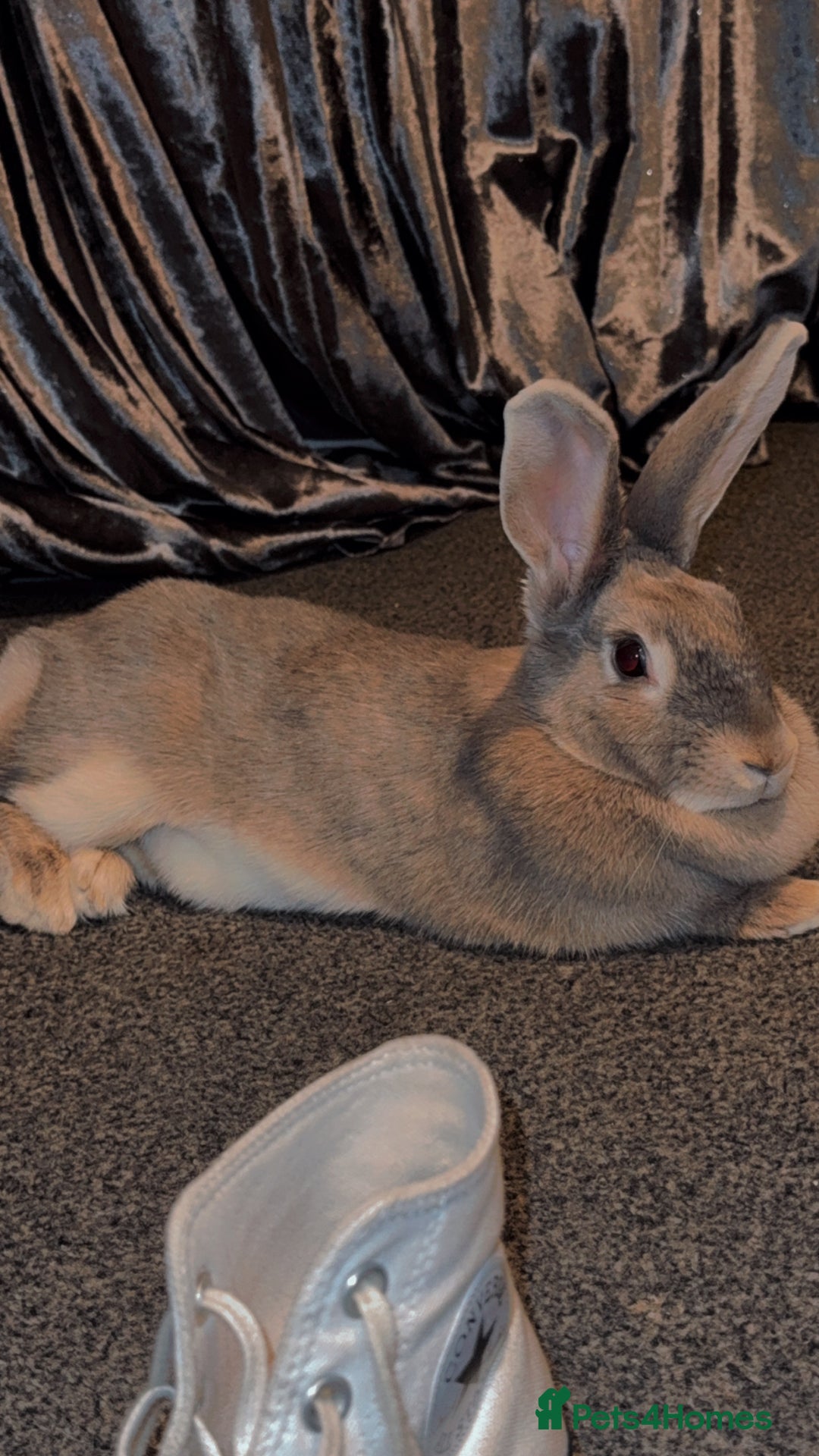 Dutch rabbits for sale: Female duch Rex  - Image 1