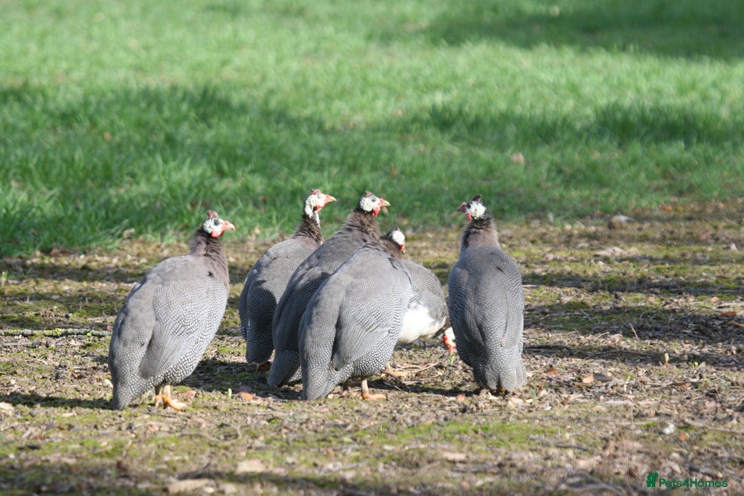 Guinea Fowl poultry for sale: Guinea Fowl bred on farm, free range  - Advert 2