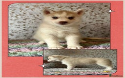Siberian Husky dogs for sale: Beautiful KC registered Siberian puppies  - Image 10