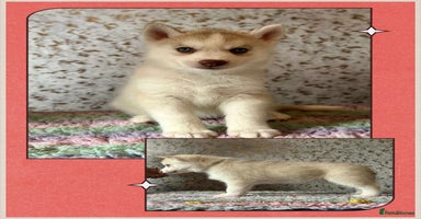 Siberian Husky dogs - Advert 5