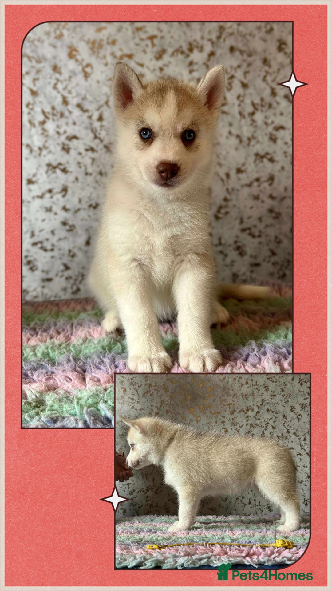 Siberian Husky dogs for sale: Beautiful KC registered Siberian puppies  - Image 10