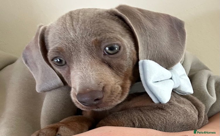 Miniature Dachshund dogs - Advert 4