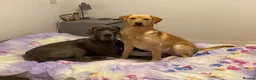 Labrador Retriever dogs for sale: Labrador looking for loving new home - Advert 3