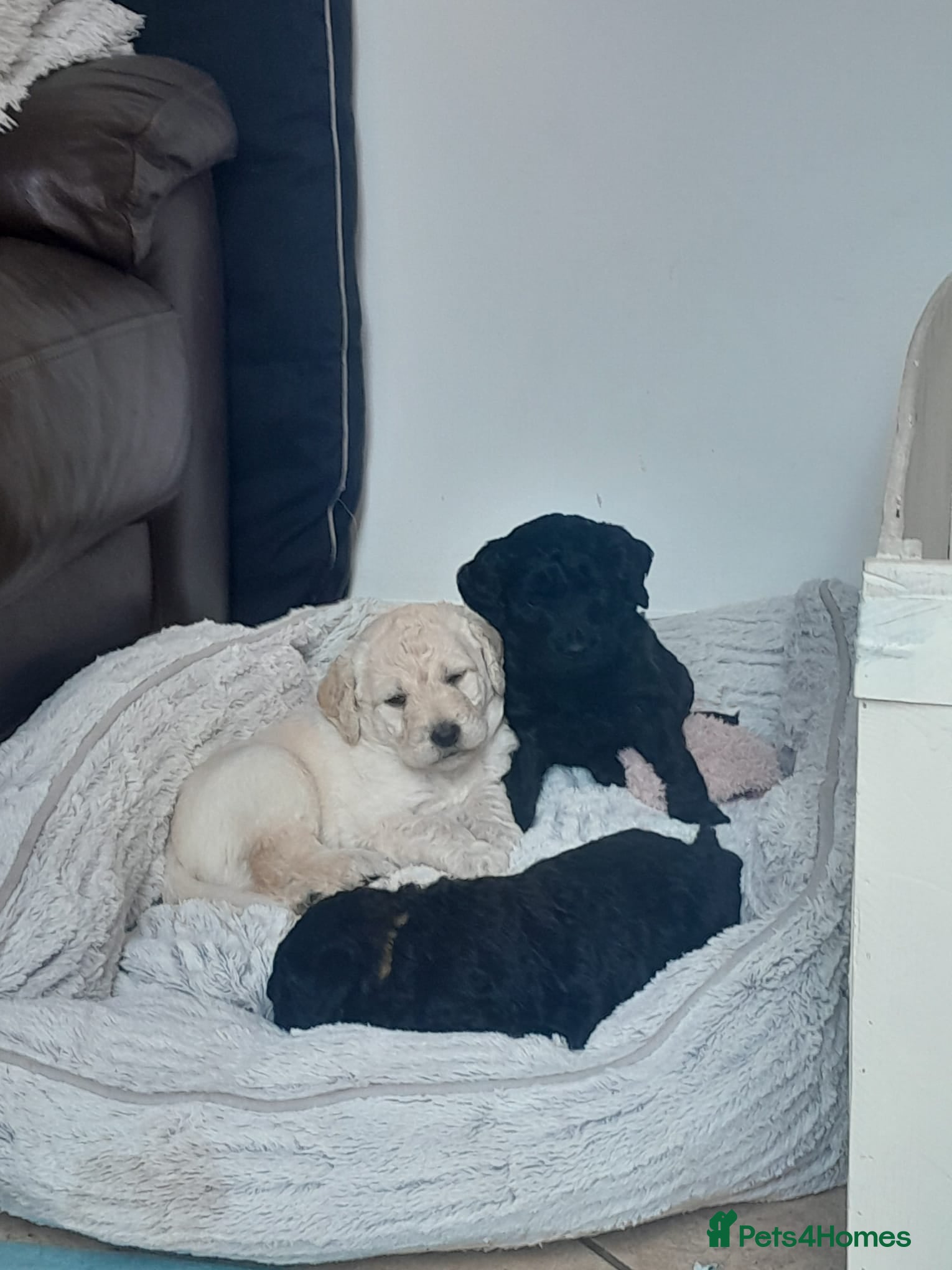 Goldendoodle dogs Goldendoodle puppies for sale - Advert 8