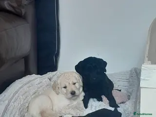 Goldendoodle dogs Goldendoodle puppies for sale - Advert 8