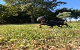 Dobermann dogs for sale: Ready now, Outstanding KC Reg Dobermann puppies - Image 20