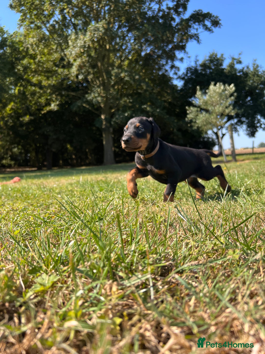 Dobermann dogs for sale: Ready now, Outstanding KC Reg Dobermann puppies - Image 20