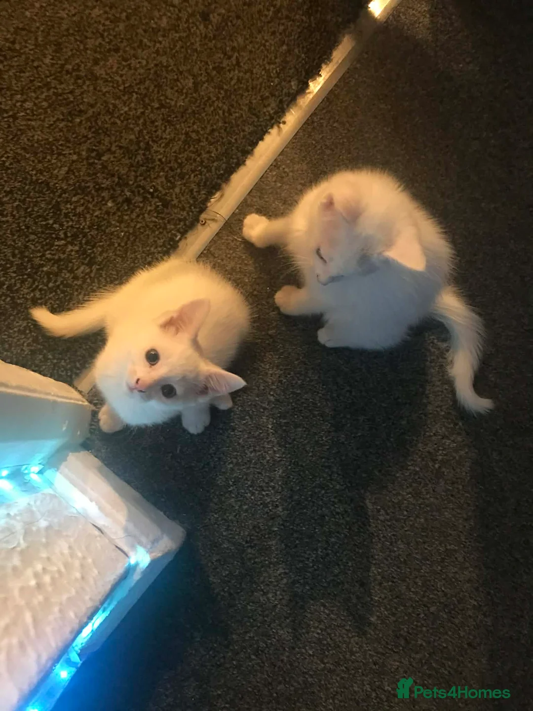 Maine Coon cats for sale: 1/2 mainecoon kittens  - Advert 5