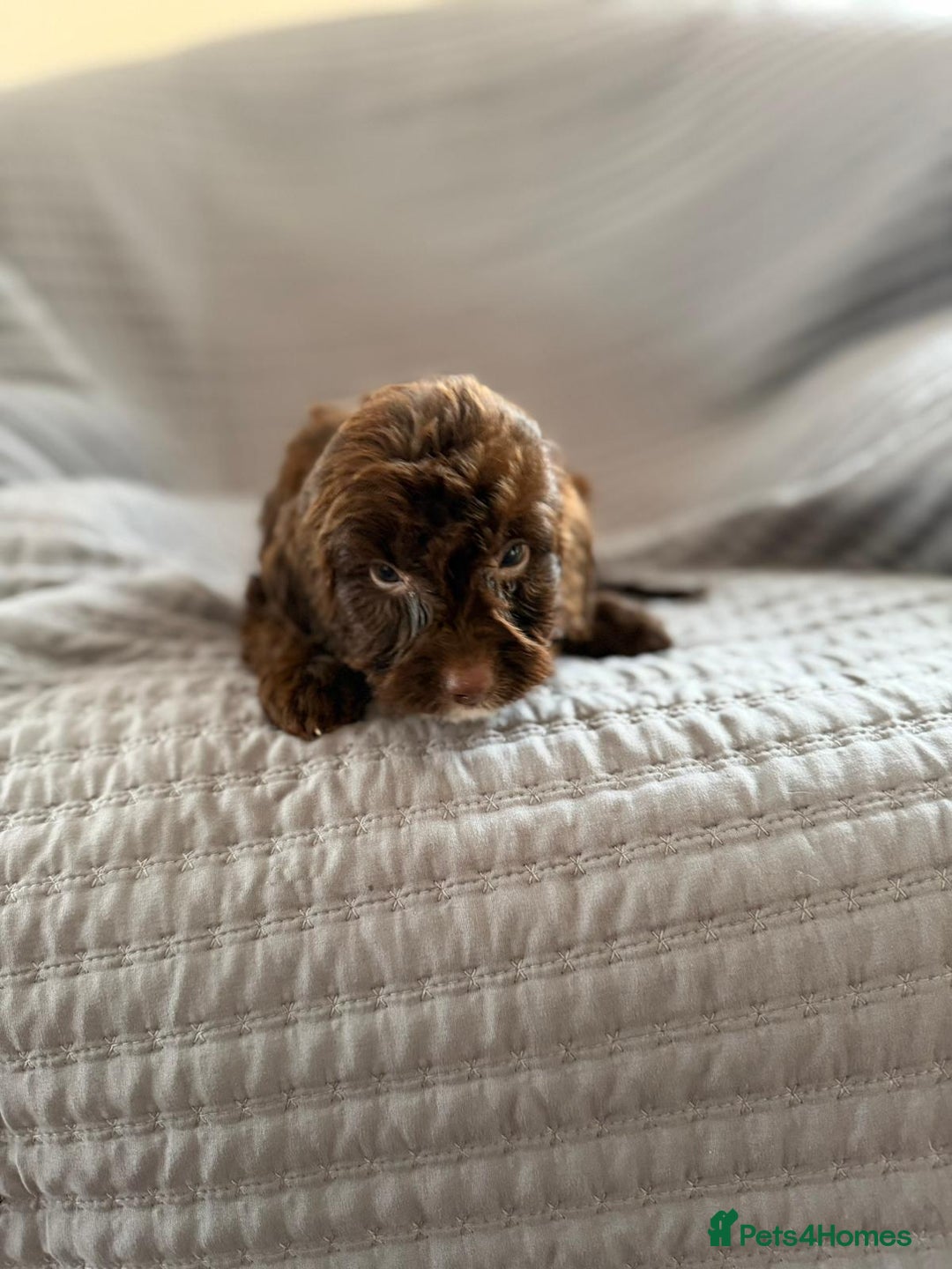 Cockapoo dogs for sale: Cockapoo puppies  - Advert 18