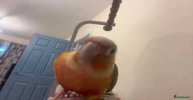 Conures birds - Advert 7