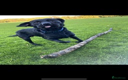 Labrador Retriever dogs for sale: Quality pedigreed Labradors for sale  - Image 13
