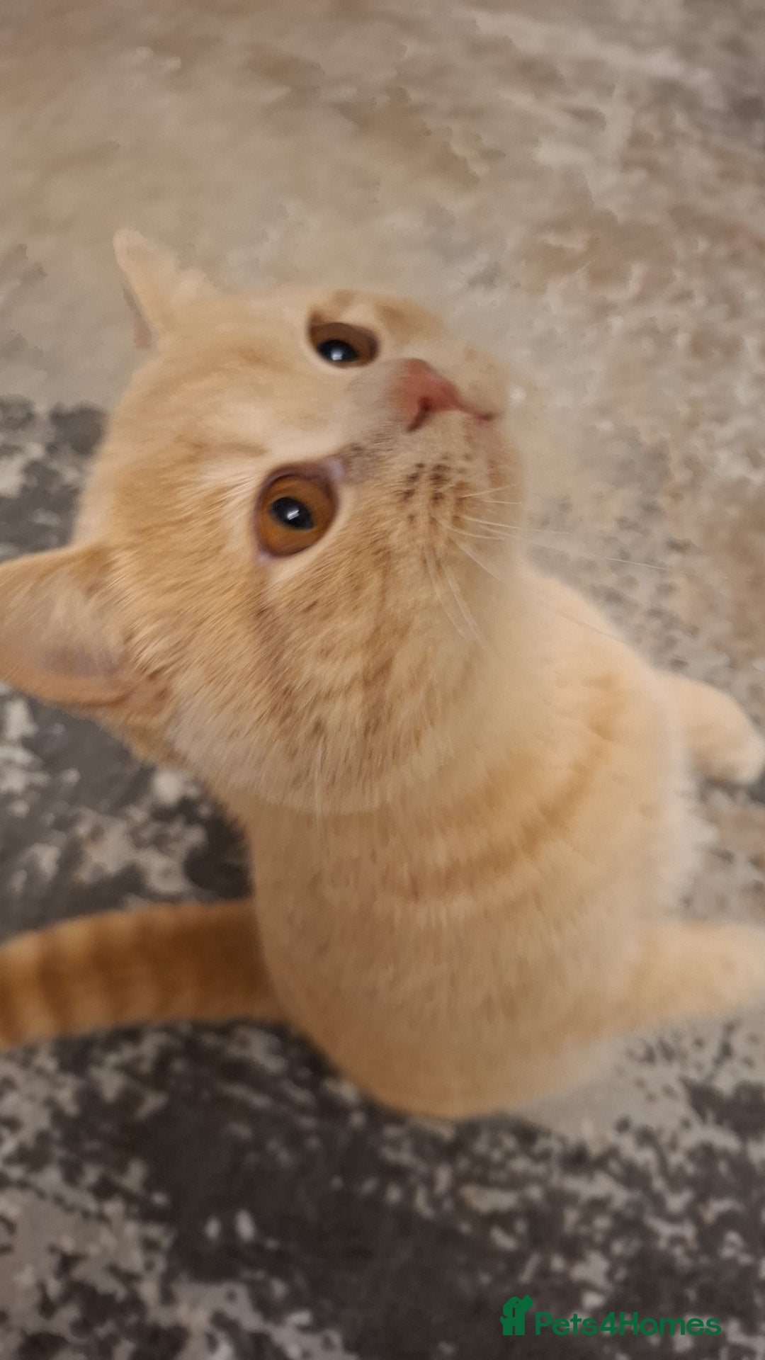 British Shorthair cats for sale: Lovely purebred male British Shothair  - Advert 7