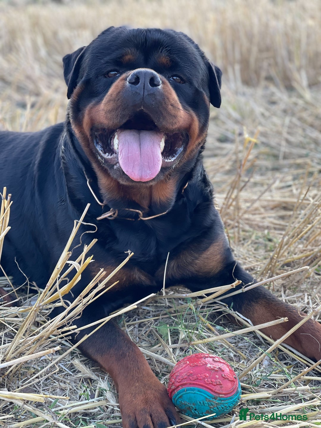 Rottweiler dogs for stud: ABSOLUTELY BEAUTIFUL KC Health Tested *FOR STUD* in Mansfield - Advert 6
