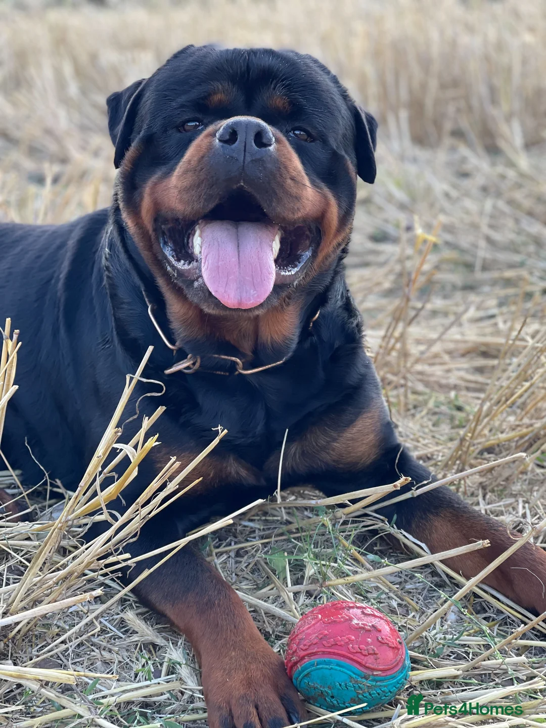 Rottweiler dogs for stud: ABSOLUTELY BEAUTIFUL KC Health Tested *FOR STUD* in Mansfield - Advert 6