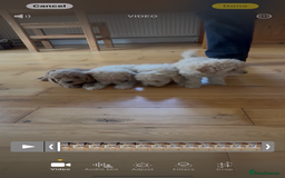 Poochon dogs for sale: Tiny farm bred teddy bear bundles of fun !  - Image 34