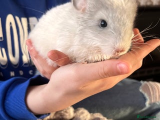 Chinchilla rodents Beautiful male chinchilla - Advert 2